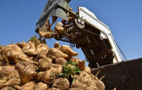 ۲۰۰‌ هزار تن چغندرقند در نهاوند برداشت خواهدشد