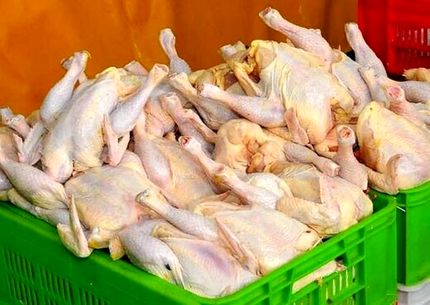 کمبود مرغ به بندرعباس رسید