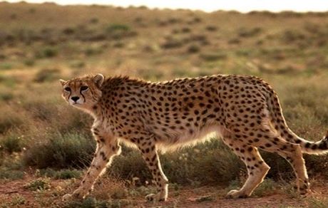 شناسایی ۲۷ فرد یوزپلنگ آسیایی بالغ و توله در ایران