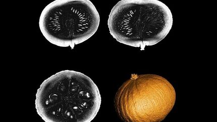 قوی‌ترین دستگاه MRI ساخته شد / اولین عکس از یک کدو تنبل