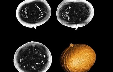 قوی‌ترین دستگاه MRI ساخته شد / اولین عکس از یک کدو تنبل