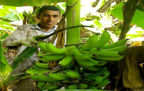 ۱۲۵ هزار تن موز در ۳هزار هکتار مزارع استان سیستان و بلوچستان برداشت شد