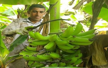 ۱۲۵ هزار تن موز در ۳هزار هکتار مزارع استان سیستان و بلوچستان برداشت شد