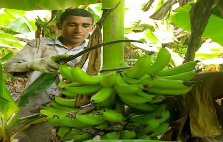 ۱۲۵ هزار تن موز در ۳هزار هکتار مزارع استان سیستان و بلوچستان برداشت شد