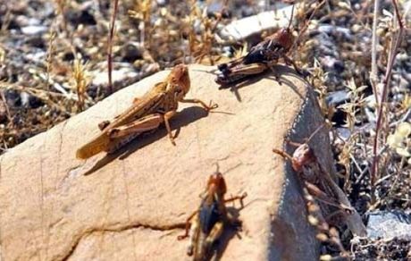 احتمال حمله ملخ صحرایی به استان‌های جنوبی