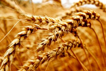 قیمت خرید تضمینی هر کیلو گندم برای سال جاری ابلاغ شد