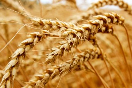 قیمت خرید تضمینی هر کیلو گندم برای سال جاری ابلاغ شد