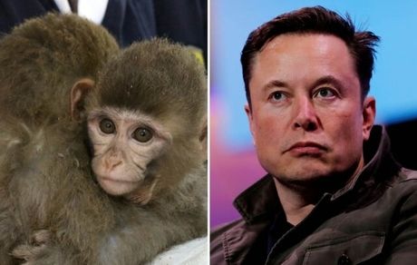 ایلان ماسک میمون‌ها را شکنجه کرده است!