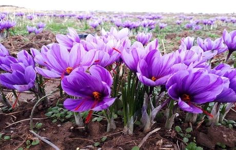 برداشت زعفران در سلماس آغاز شد