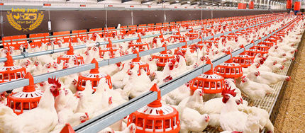 ارائه تسهیلات با نرخ سود ۱۰ درصد به مرغداران/ تزریق ۳۰۰ میلیارد تومان در گام اول