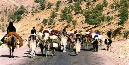 تولید ۲۵ درصد گوشت قرمزتوسط عشایر/ پرداخت بیش از هزار میلیارد تسهیلات به جامعه عشایری