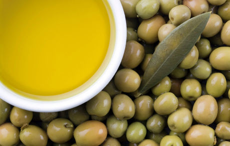 رئیس شورای ملی زیتون: حتی یک کیلو زیتون هم خرید حمایتی نشده/ صادراتمان مشروط است