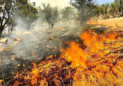شهروندان، آتش سوزی در مراتع را اطلاع دهند