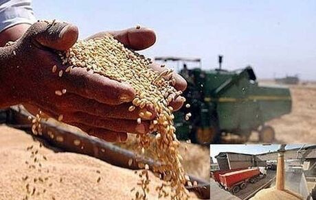 عبور خرید تضمینی گندم در استان سمنان از ۷۶ هزار تن