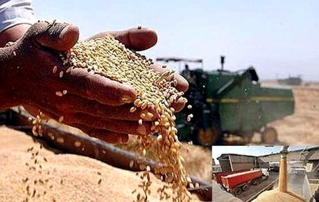 عبور خرید تضمینی گندم در استان سمنان از ۷۶ هزار تن