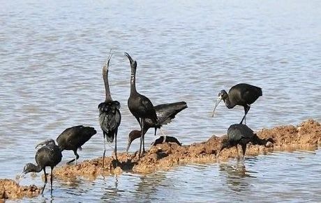 مهاجرت دسته دسته پرندگان به تالاب‌های خوزستان