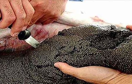 از رشد صادرات خاویار تا قیمت‌های چند میلیونی!