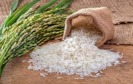قیمت جهانی برنج به بالاترین حد در ۱۵ سال اخیر رسید