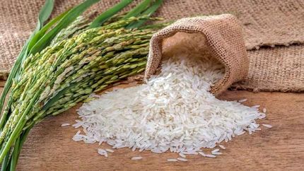 قیمت جهانی برنج به بالاترین حد در ۱۵ سال اخیر رسید