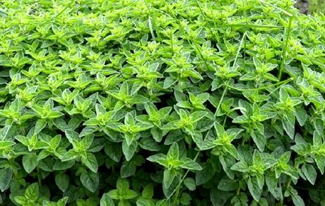 گیاه پونه ، خواص و فوائد آن