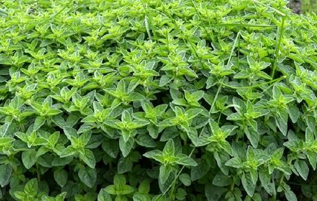 گیاه پونه ، خواص و فوائد آن
