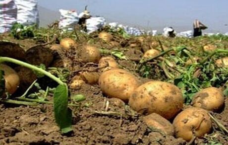 آغاز برداشت زمستانه سیب زمینی و پیاز