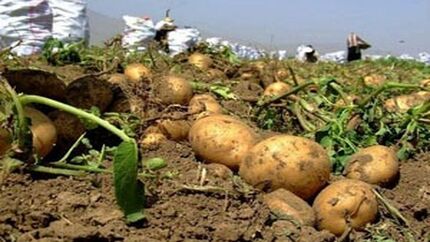 آغاز برداشت زمستانه سیب زمینی و پیاز