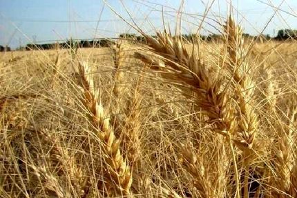 بیش از ۹۰ درصد مطالبات گندم کاران پرداخت شده است