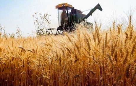 خرید تضمینی بیش از ۲۱ هزار تن گندم توسط شبکه تعاون روستایی استان فارس