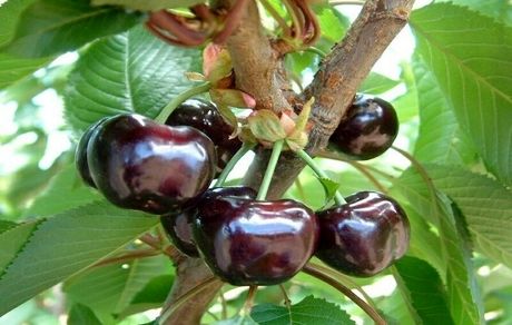 آغاز برداشت ۴۰ هزار تن گیلاس از باغات استان قزوین