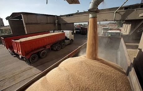 خرید تضمینی ۴۶ هزار تن گندم در استان چهارمحال و بختیاری