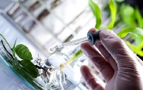 ثبت‌نام در جشنواره و نمایشگاه ملی گیاهان دارویی تمدید شد