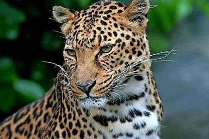 تایید وجود پلنگ ایرانی در پارک ملی لار