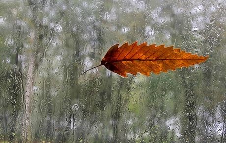 سرما در نوار شمالی کشور/ باران روزهای آینده‌ در شمال شدت می‌گیرد