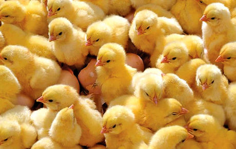 اعتراض مرغداران به افزایش هزینه‌های تولید و قیمت جوجه یک روزه