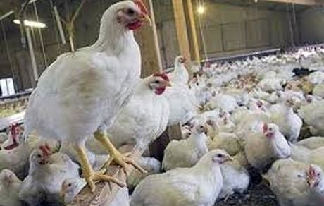 زیان سه هزار میلیارد تومانی مرغداران