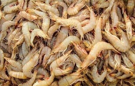 قطر، مشتری اصلی میگوی ایران