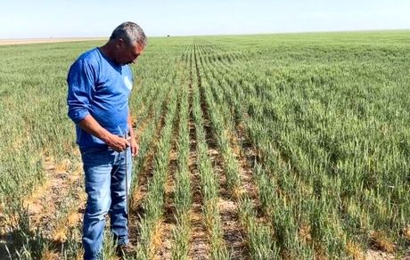 کاهش صادرات غلات و کمبود میلیون‌ها تن گندم در جهان