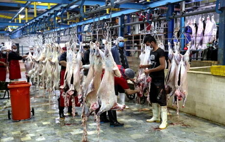 کشتارگاه دام بیرجند بدلیل بهداشتی پلمب شد