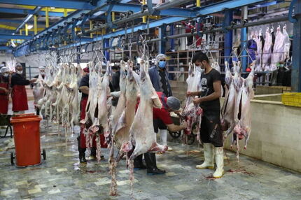 کشتارگاه دام بیرجند بدلیل بهداشتی پلمب شد