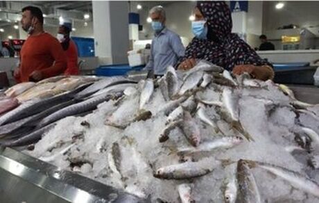صادر نشدن ماهی کپور ایرانی به عراق بدلیل محتاط شدن همسایه غربی است