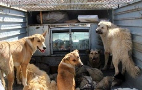 جمع‌آوری سگ‌های ولگرد نیازمند اقدام منسجم دستگاه‌های متولی است