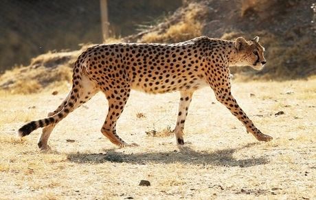 تدوین دو طرح حفاظتی از یوز آسیایی
