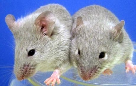 چین به فضا موش میفرستد