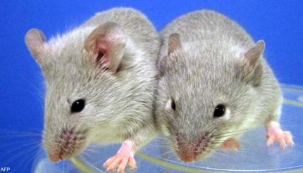 چین به فضا موش میفرستد