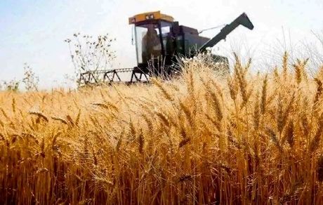 پرداخت ۱۷ درصد باقیمانده مطالبات گندمکاران تا روز سه شنبه
