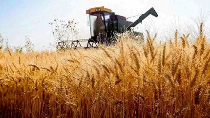 پرداخت ۱۷ درصد باقیمانده مطالبات گندمکاران تا روز سه شنبه