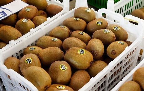 صادرات کیوی به هند از سر گرفته شد
