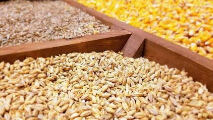 ماهانه ۱.۲ میلیون تن ذرت و سویا در صنعت مرغداری مصرف می‌شود