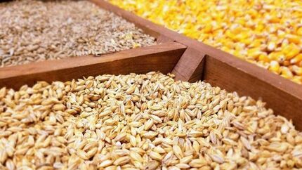 ماهانه ۱.۲ میلیون تن ذرت و سویا در صنعت مرغداری مصرف می‌شود
